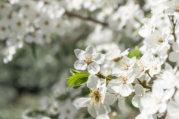 Spring flowering fruit trees close up, defocusing background