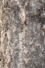 Platanus, or Sycamore tree bark close-up background. Bark texture and background of a old fir tree trunk