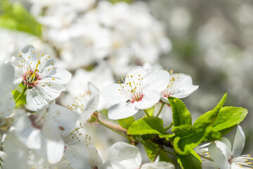 Spring flowering fruit trees close up, defocusing background