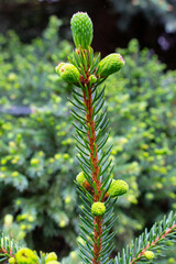 Young shoots of blue spruce