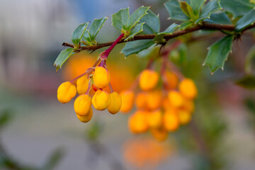 Orange Oregon Grape Blossoms