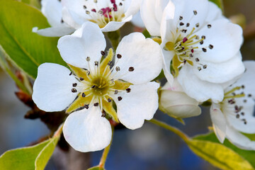 Pear Blossom Mandala