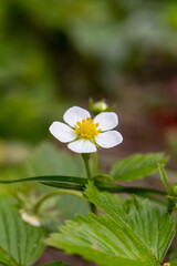 Fragaria vesca, commonly called wild strawberry