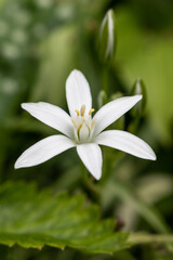 Ornithogalum umbellatum, the garden star-of-Bethlehem, grass lily, nap-at-noon, or eleven-o'clock lady