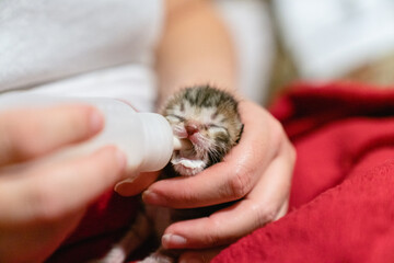 Newborn kittens are feeding from a bottle.Woman bottle-feeding an orphan kitten
