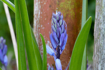 Hyacinth Purple Frond 02