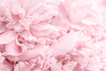 Delicate pastel background of blooming peonies with dew drops on the petals. Romantic spring and...
