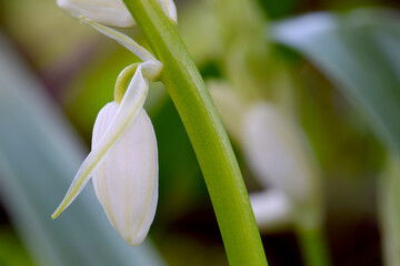 White Hyacinth Hanging 02