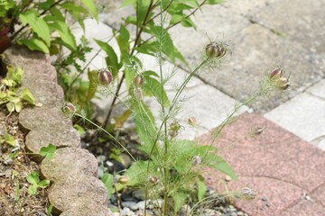 After the flowers of Nigella damascena. Ranunculaceae annual plant.