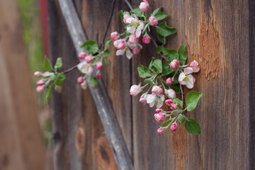 Apple tree blossoming twig on old wooden grey background. Spring close up with pink fruit flowers and buds near the weathered wood fence. Seasonal rural garden and countryside still life.