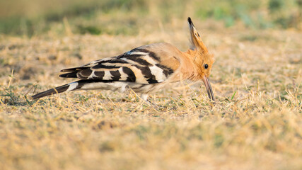 Hungry Hoopoe bird searching for insects