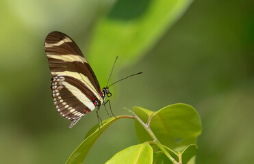 Obraz na płótnie Canvas Zebra Longwing Butterfly perch. Beautiful butterfly