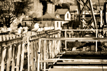 Seagulls perched on metal structure in Porto
