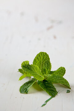 Closeup of mint sprig 