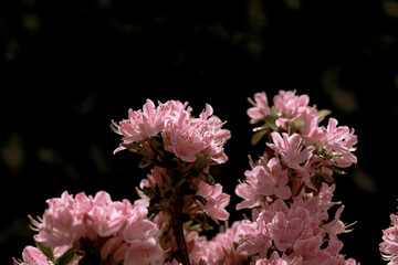 Azalia różowa na ciemnym tle. Piękne wiosenne kwiaty - obrazy, fototapety, plakaty