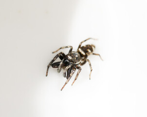 Skakun arlekinowy Salticus scenicus dorosły pająk samiec