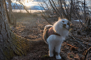 Black and white maine coon pet cat in outside, outdoor setting scene during spring summer time with sunset in background. 