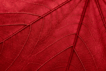 Fototapety  red leaf background