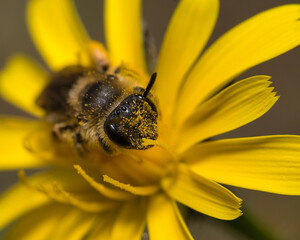 abeja con polen en la flor