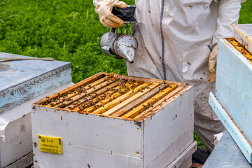 Beekeeper man is working with beehives. Beekeeper wears protective clothing. Beekeeping concept.