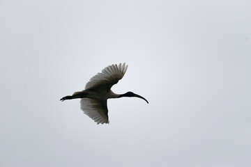 Bird in flight