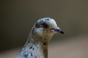 Portrait of a Pigeon