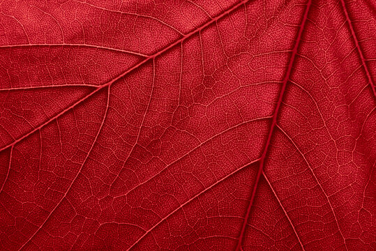 red leaf background