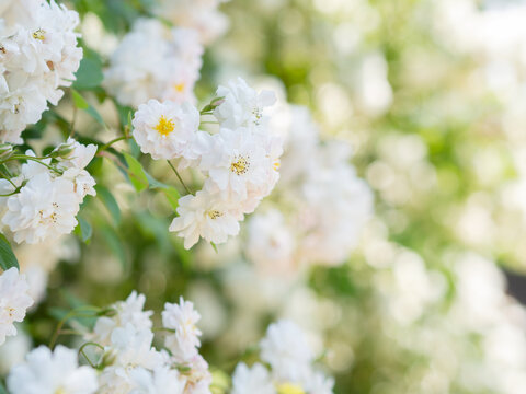 蔓薔薇 Images Browse 91 Stock Photos Vectors And Video Adobe Stock