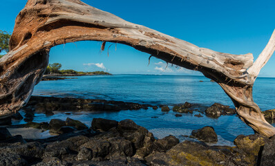Driftwood on the Shore of Anaeho'omalu Bay, Waikoloa, Hawaii, USA