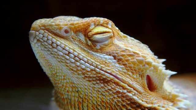 Portrait of a yellow iguana. Yellow-orange agama lizard close-up. Slow shot of the moving eye of a chameleon.