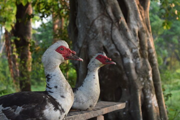 Ducks in the nature
