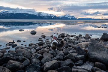 Obraz premium Pet cat standing on rocky landscape at sunset with pastel background, calm water and reflection in lake during spring time. 