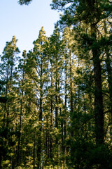 &Aacute;rboles en el Parque Nacional del Teide