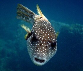 Costa Rica Pacific sea life © Brian