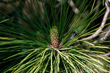 Naklejka na ściany i meble Pinus canariensis pertenece a la familia Pinaceae