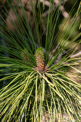 Naklejka na ściany i meble Pinus canariensis pertenece a la familia Pinaceae