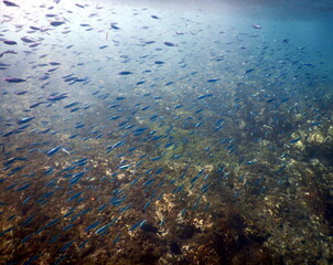 Costa Rica Pacific sea life