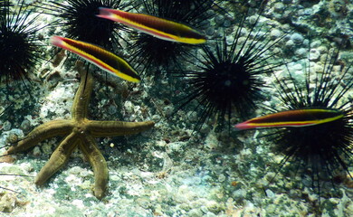 Costa Rica Pacific sea life