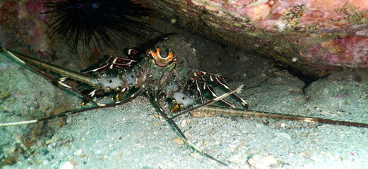Costa Rica Pacific sea life