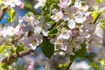Honey bees collecting apple blossoms and pollen