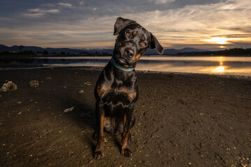 small rottweiler dog on the beach at sunset