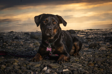 black rottweiler dog on the beach in the evening