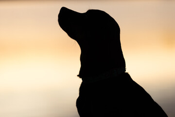 profile silhouette of dog looking up