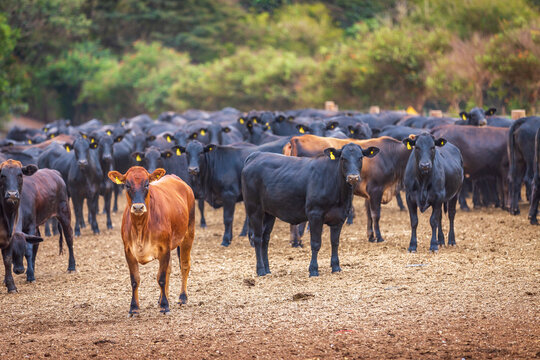 Angus cattle herd at feed lot in Brazil's coutryside. Agribusiness photography