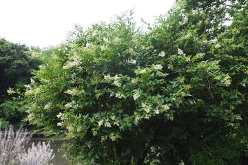 Fototapeta na wymiar Japanese privet blossoms. Oleaceae evergreen tree.