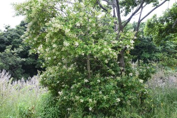Fototapeta premium Japanese privet blossoms. Oleaceae evergreen tree.