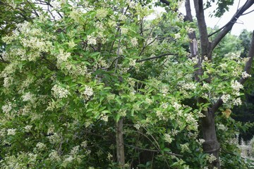 Japanese privet blossoms. Oleaceae evergreen tree.