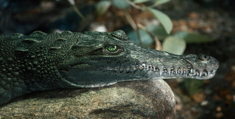 Alligator Head in a Rock
