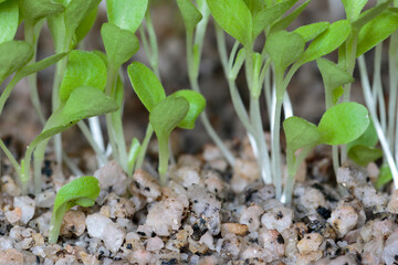 Lettuce (Lactuca sativa) beautiful lettuce cotyledons after germination after 7 days for hydroponic system. Lima - Peru