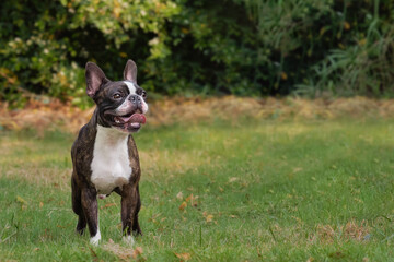 Beautiful purebred Boston Terrier posing in garden full body copyspace